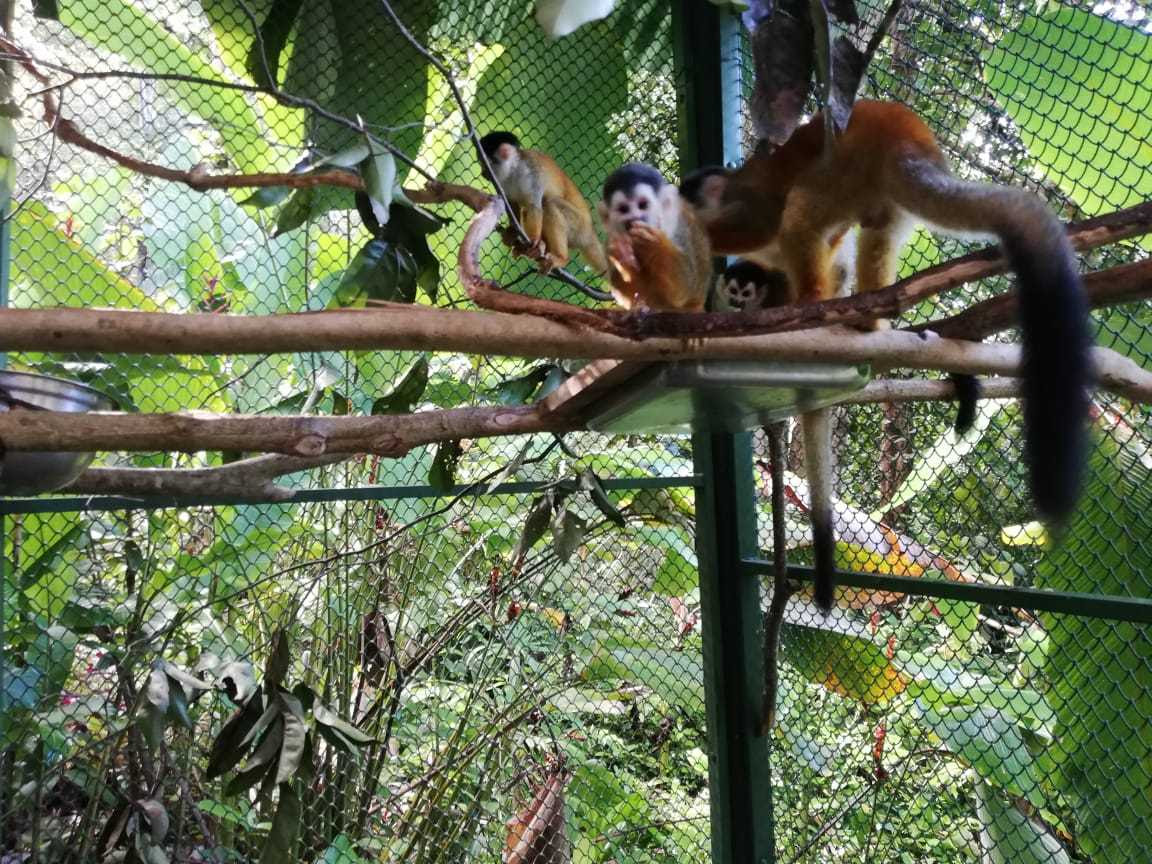 Squirrel monkeys crowding around a feeding tray eating