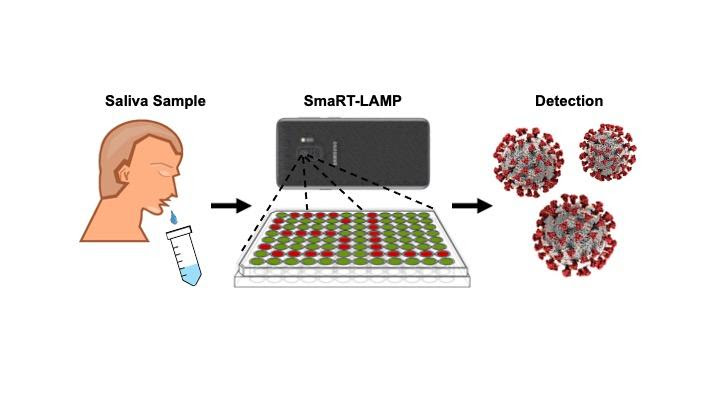 A visualization of the smaRT-LAMP testing technology