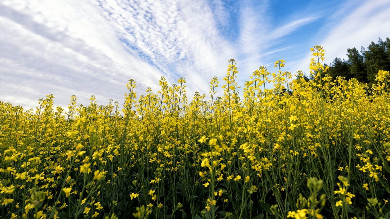 GMO Mustard: An Unnecessary, Toxic, and Failed Technology Mustard-1320x743