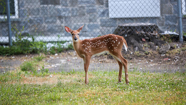 A white-tailed deer