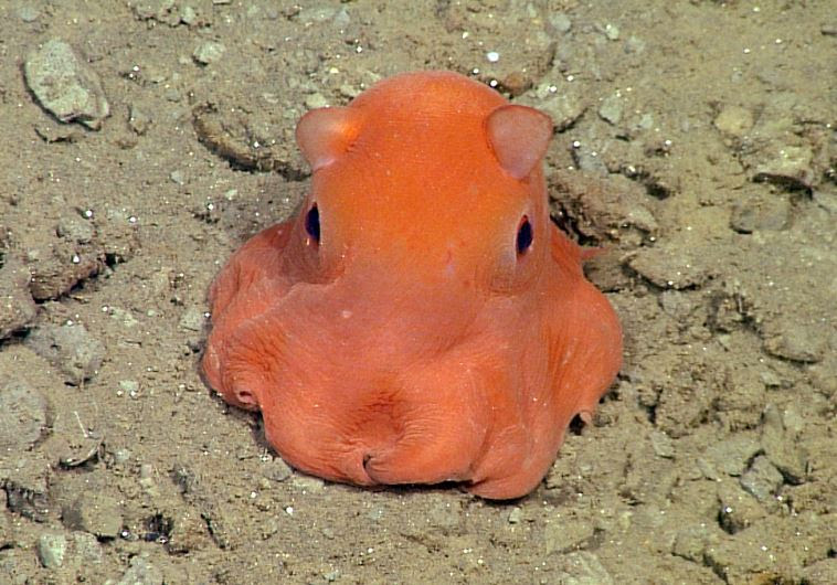 The creature is being dubbed "Opistoteuthis Adorabilis" for its apparent cuteness.- SOOO CUTE ShowImage