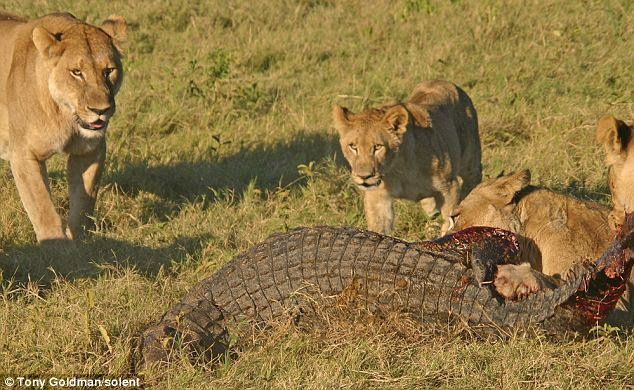 The cubs were brought in for a snack after the crocodile was killed