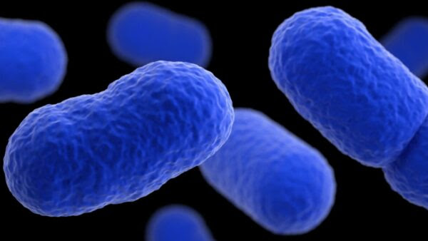 CDC Discloses Likely Origin of Deadly Listeria Outbreak