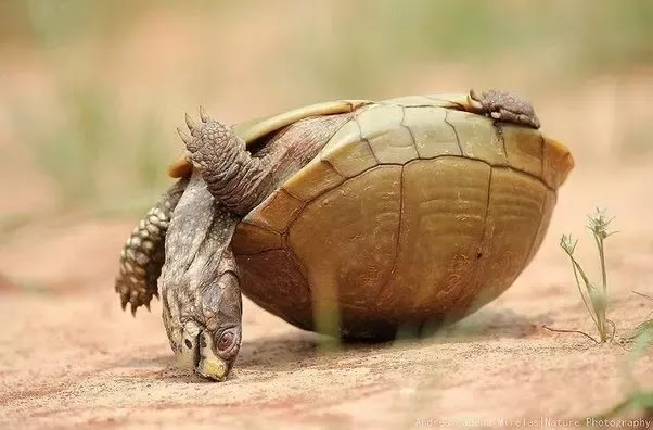 Image result for upside down turtle