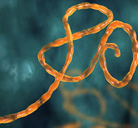 Ebola virus under a microscope
