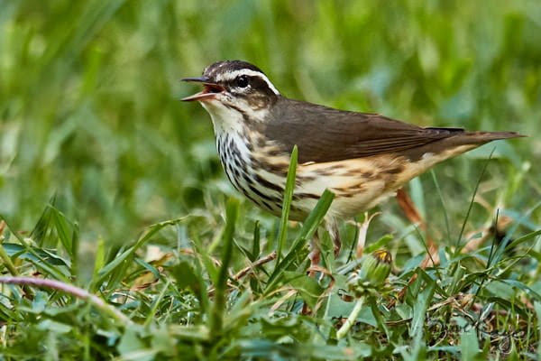 Louisiana Waterthrush, © Photo by Steve Kaye