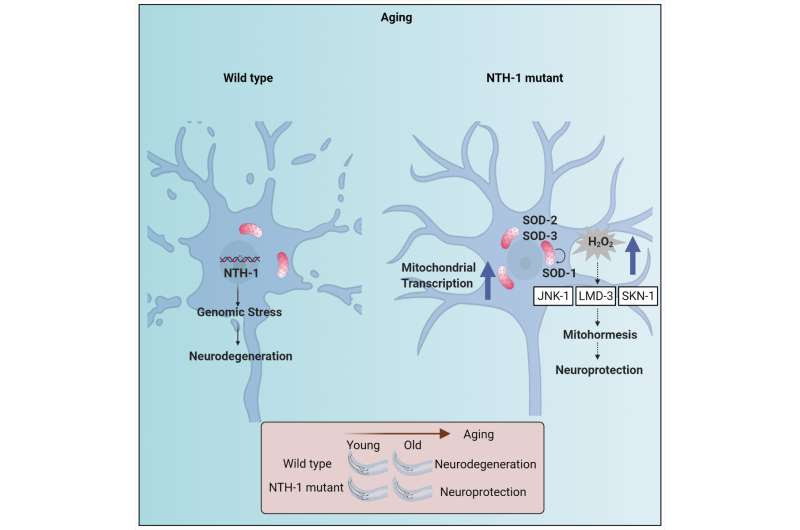 Scientists uncover the role of DNA base excision repair in the pathogenesis of Parkinsonʼs disease