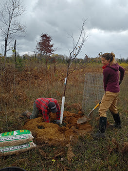 man and woman planting a tree