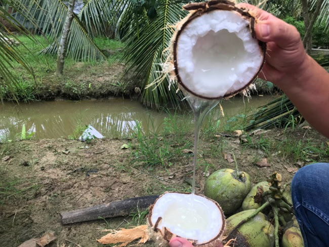 Loại dừa này chỉ cho trái sáp trong 5 năm chứ không thể thu hoạch suốt 30 năm như dừa thường.