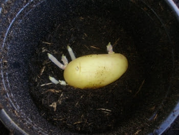 Well sprouted Annabelle being planted in a 2 litre pot for an extra early potato crop