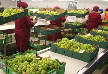 Exportaciones peruanas de uva de mesa alcanzarían los US$ 1.400 millones en 2022