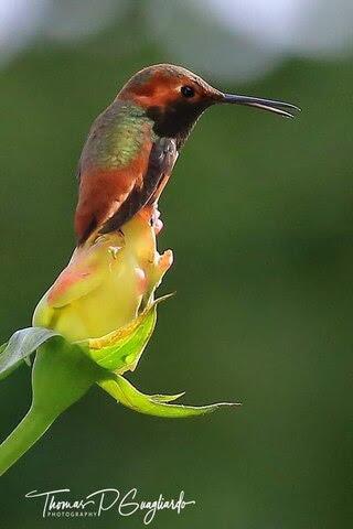 Hummingbird-on-Yellow-Rose