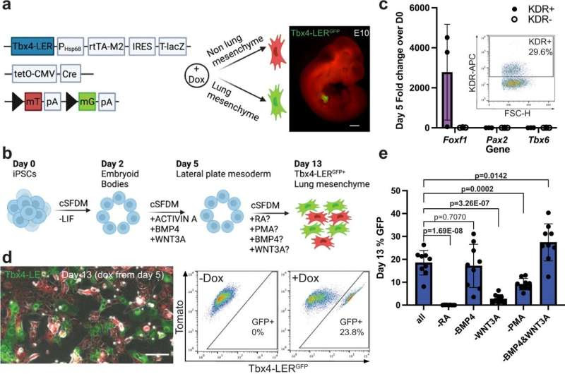 Researchers create new model of lung mesenchymal cells