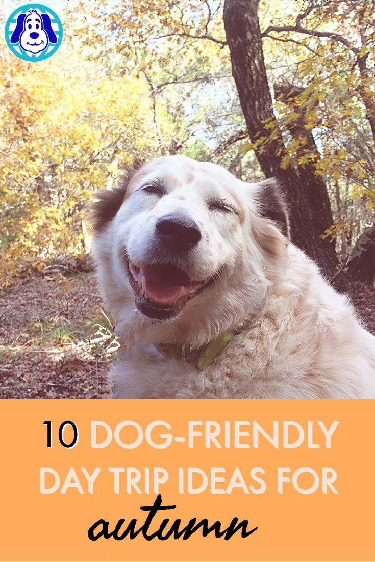 10 DogFriendly Day Trip Ideas This Fall Dog friends, Dogs, Dog travel