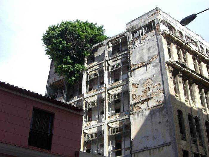 В заброшенном здании дерево, живучесть, жизнь, мир, планета, растительность, фото