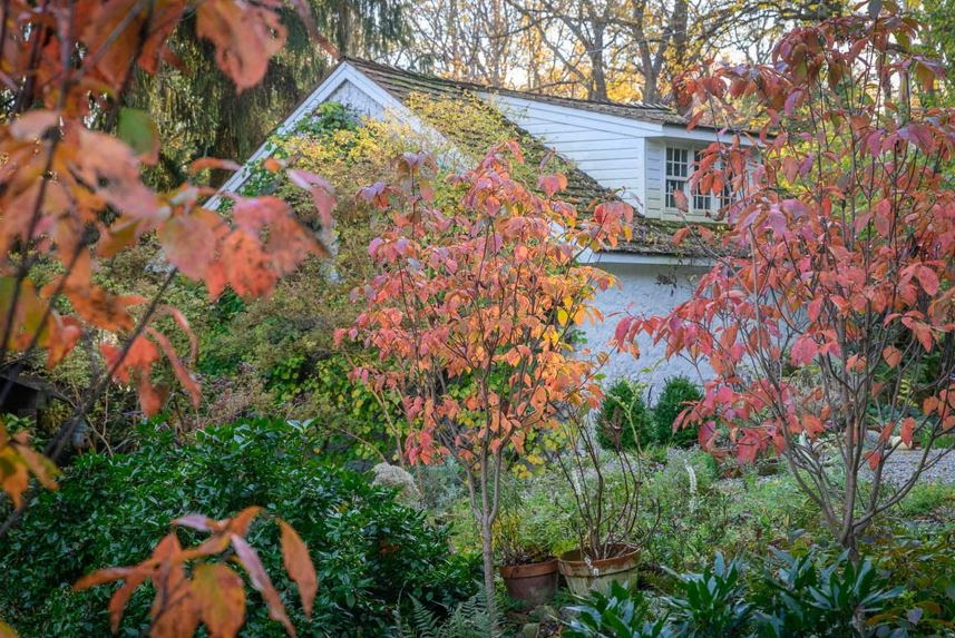 Fall trees at Brandywine Cottage