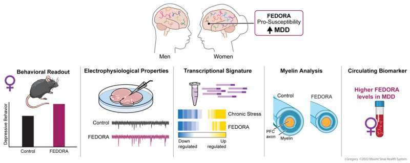 Clue found that might explain why women are more likely to be diagnosed with clinical depression than men