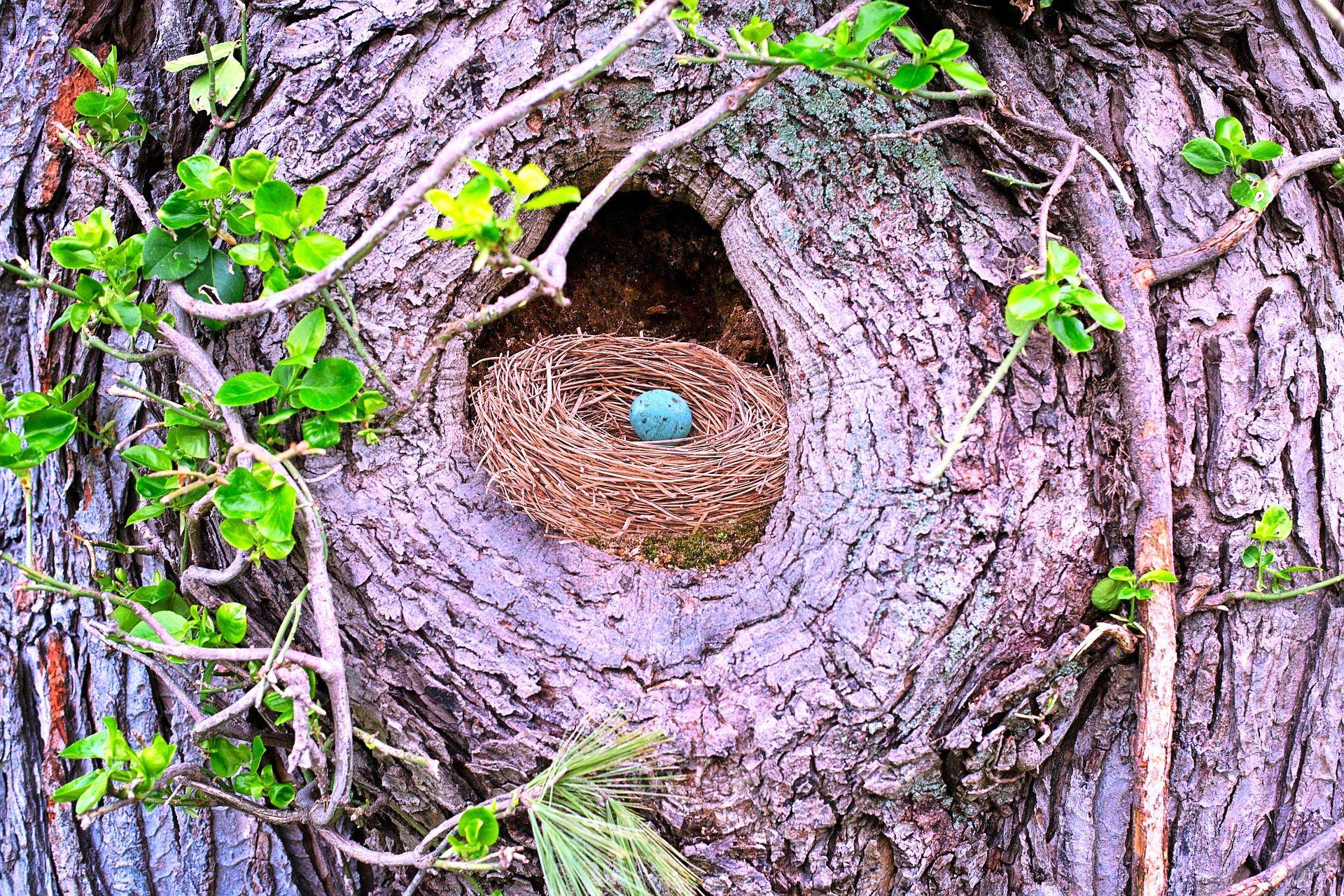 Bird&#039;s nest resting in the side of a large tree trunk with smaller limbs growing around it.