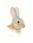 Another Rabbit Study II - Posted on Friday, February 6, 2015 by Susanne Billings