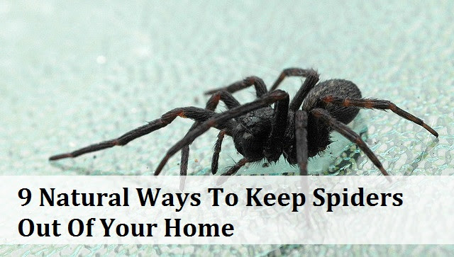  9 Natural Ways To Keep Spiders Out Of Your Home To Avoid The Exterminator