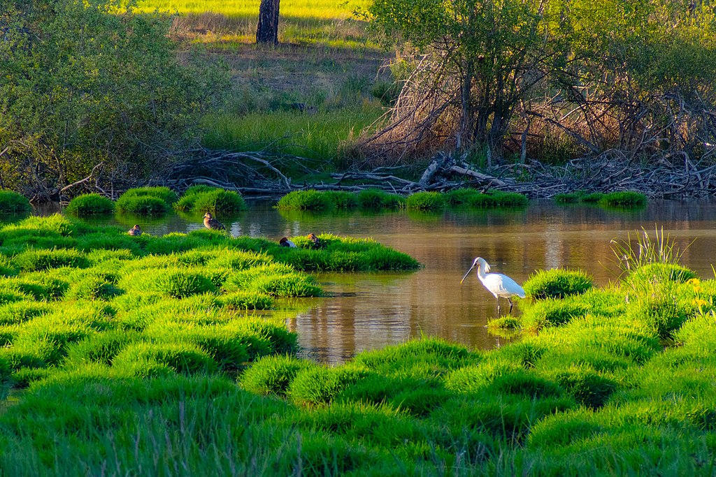 Piden la suspensión de la
caza de aves acuáticas en
Doñana ante la situación de
sequía