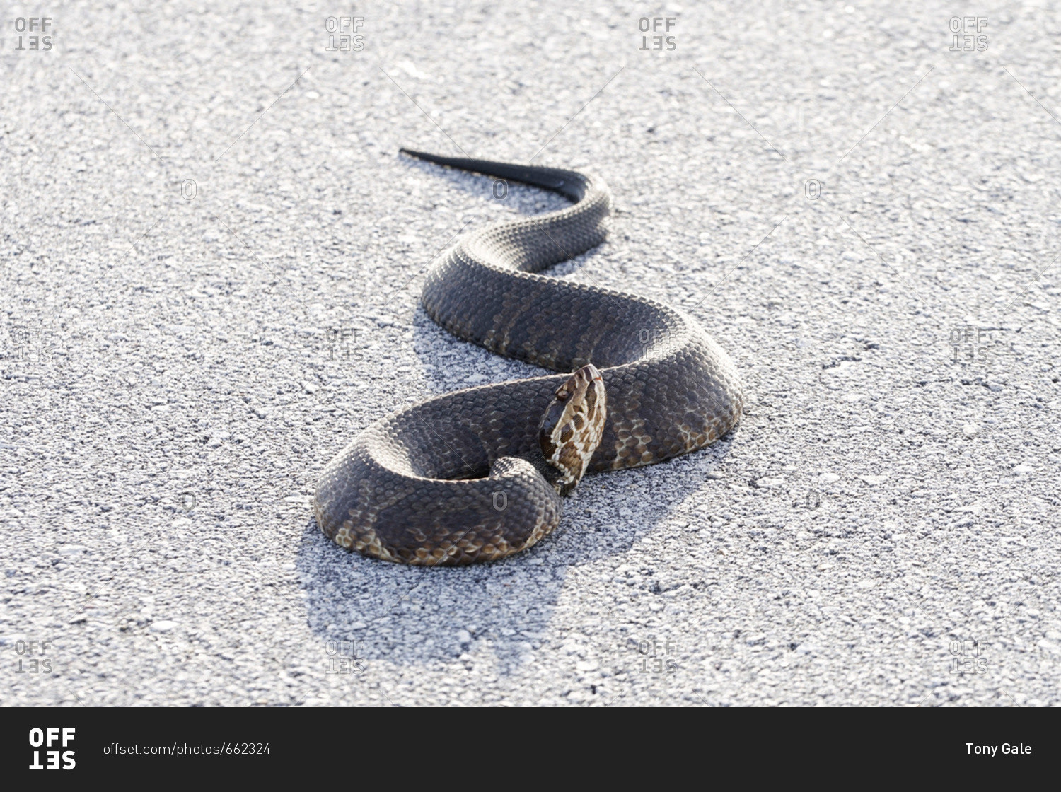 Cottonmouth snake in the Everglades National Park, Florida stock photo