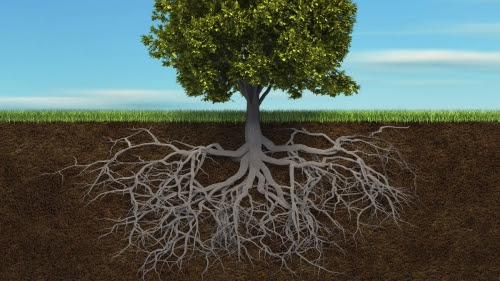 arbre-racines.jpg