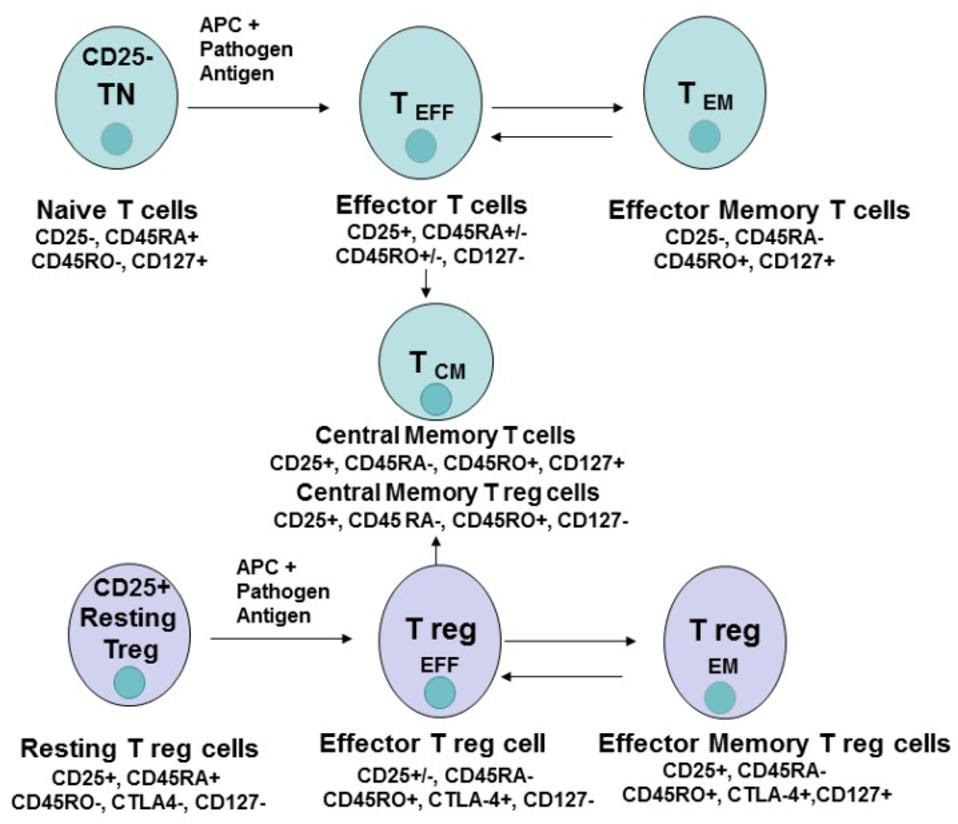 Process of differentiation from naive T cell to a T cell with specific function