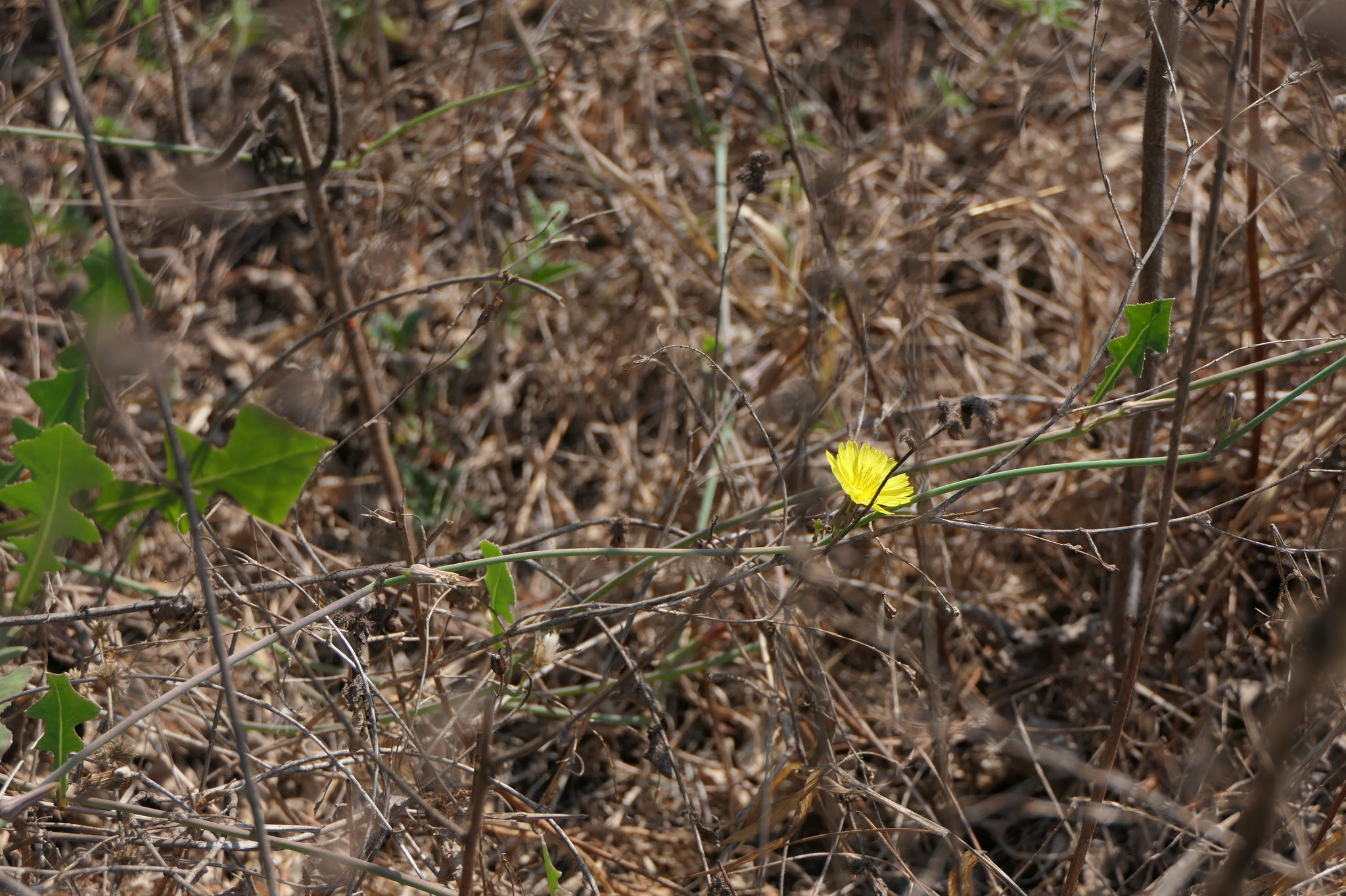 Launaea sarmentosa (Willd.) Kuntze