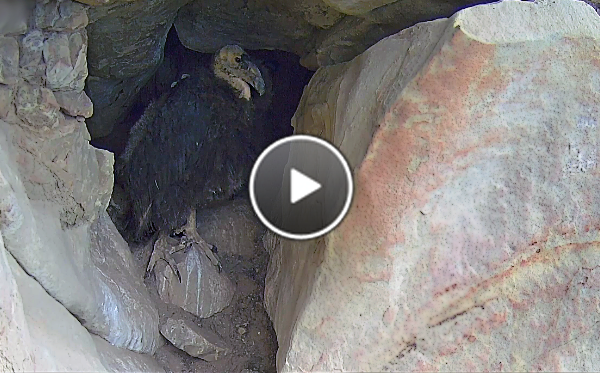 The young condor rests in the shade of its cavelike nest cavity.