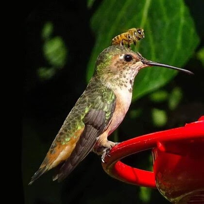 Hummingbird_&_Bee