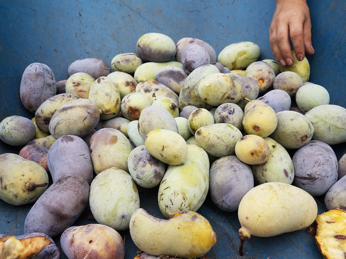 A hand reaching into a bin of pawpaws of varying hues of yellow, green and brown