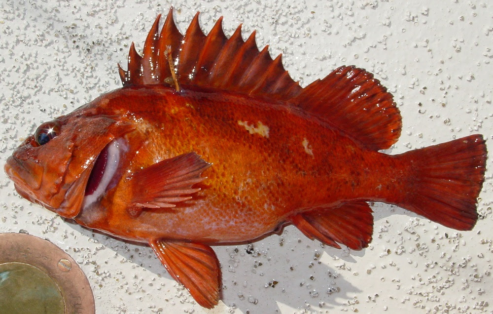 A copper rockfish.