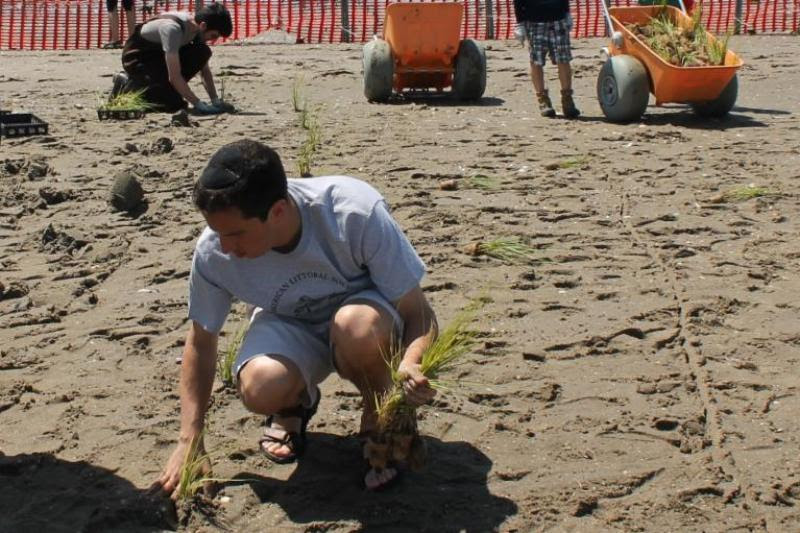 Jamaica Bay marsh planting dirt community service grants environmental
