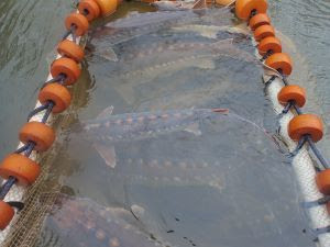 A net in the Hudson River full of shortnose sturgeon.