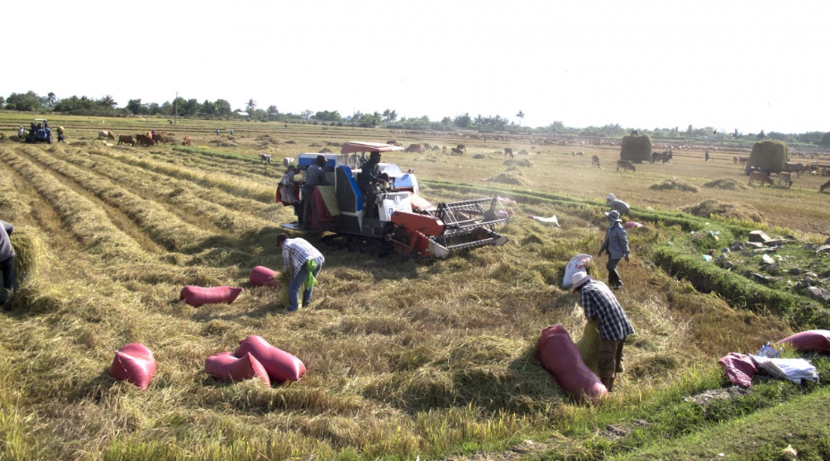El sur de Asia y en África del Oeste, son los mayores productores agrícolas / Foto: Pxhere