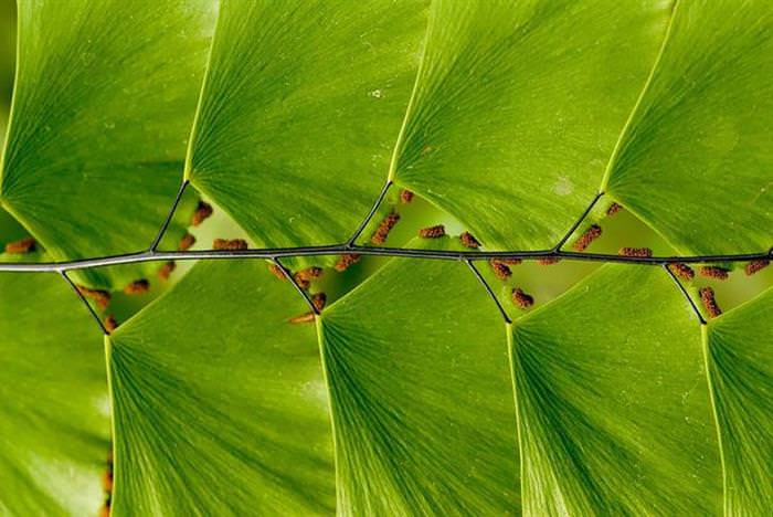 natureza, geometria