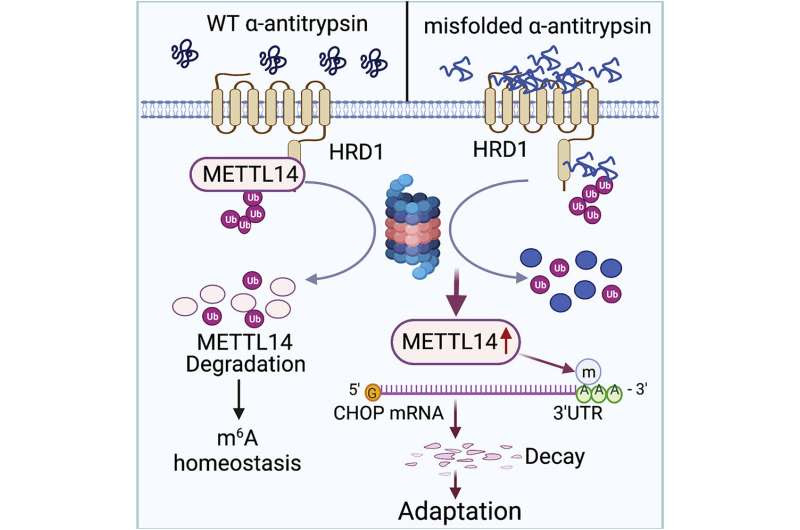 Study reveals potential therapeutic target for genetic liver disease