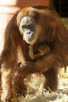 Indianapolis Zoos' 23-year-old Sumatran orangutan Sirih. Photo - Mike Crowther