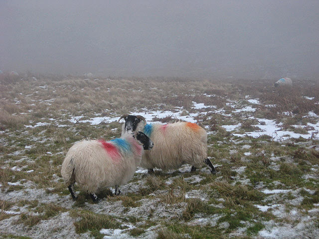 File:Sheep in the mist - geograph.org.uk - 657204.jpg