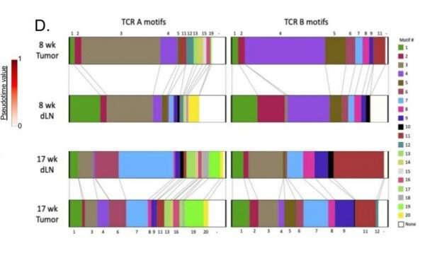 Study shows stem-like T cells could aid immunotherapy in cancer treatment