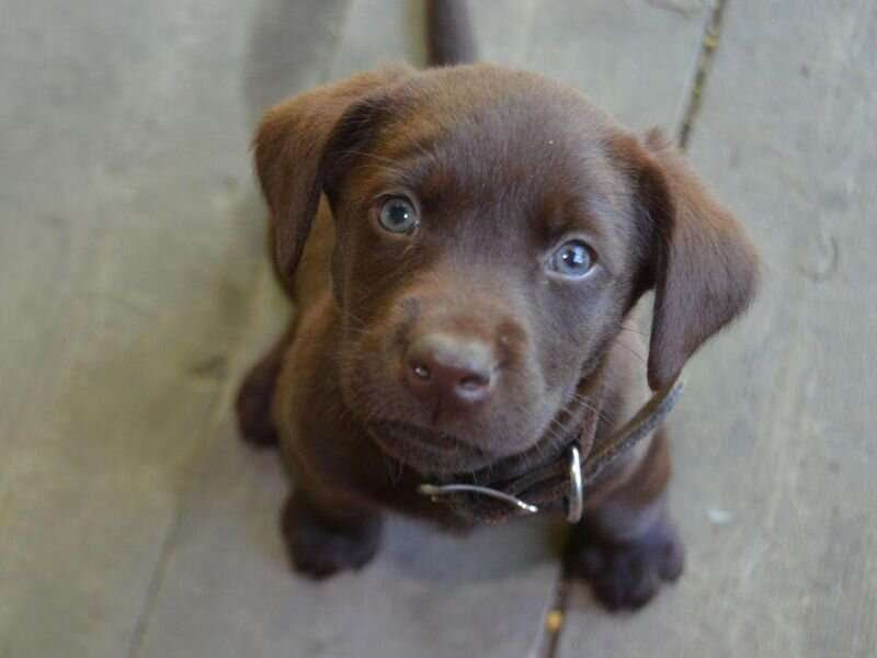 Pet store puppies passing drug-resistant bacteria to people