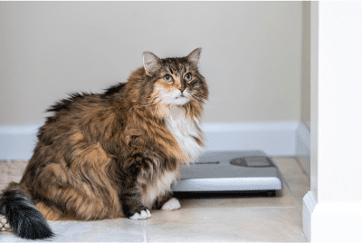 Overweight cat next to a scale.