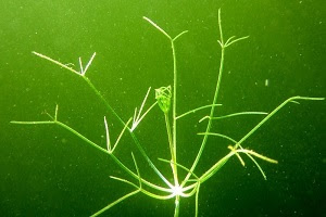 Close-up view of invasive starry stonewort, an aquatic plant with thin green stems and offshoots