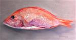 Red Snapper - Posted on Saturday, January 24, 2015 by Cristine Kossow