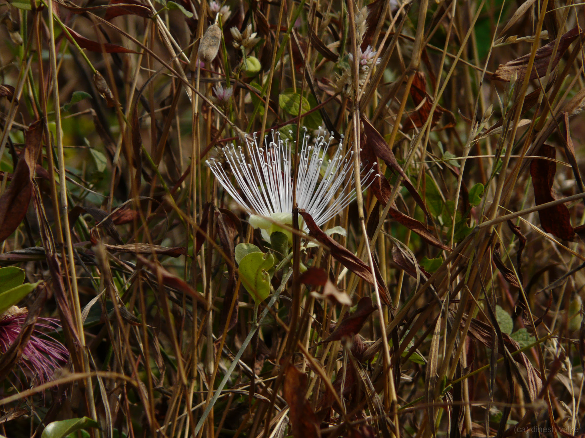 Capparis zeylanica L.