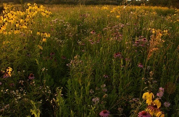 A field of black-eyed susans and coneflowers during golden hour.