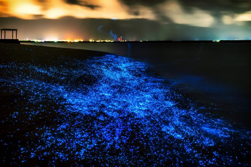 Bio-luminescent crustaceans turn this beach into a glowing starscape.