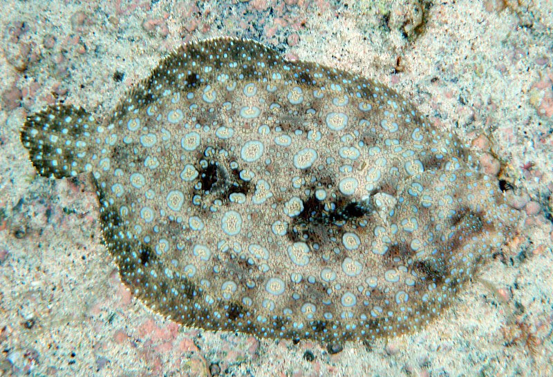 File:Flower flounder in Kona may 2010.jpg