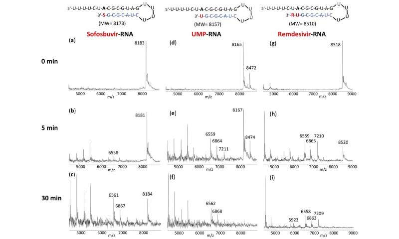 New research supports sofosbuvir in combination with other antivirals for COVID-19